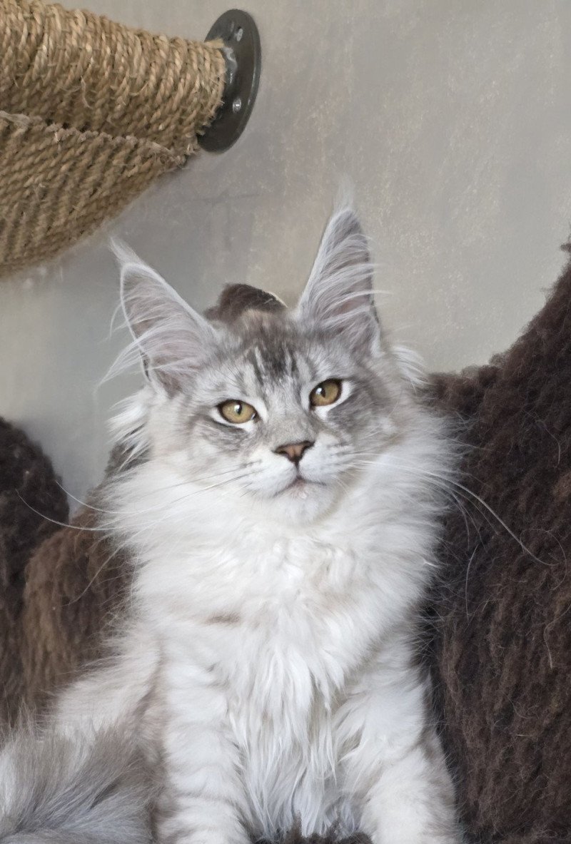 Arthur DE L'OR SAUVAGE Mâle Maine coon