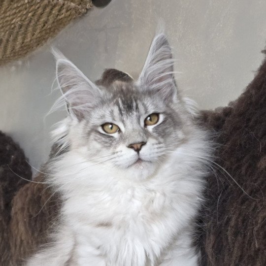 Arthur DE L'OR SAUVAGE Mâle Maine coon