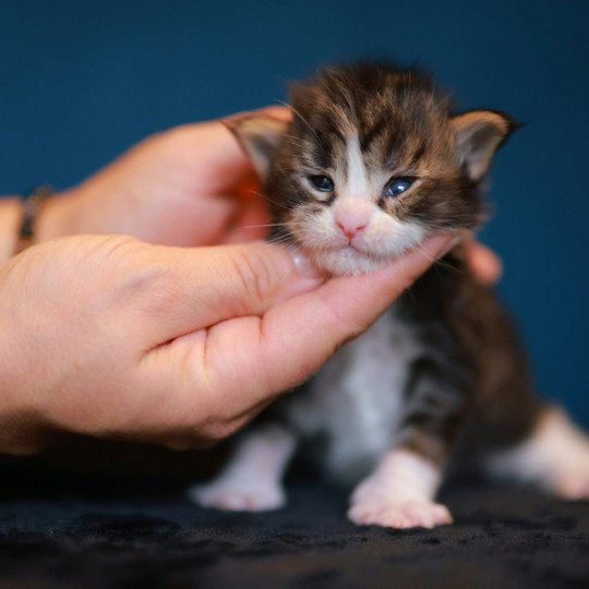 chaton Maine coon black silver blotched tabby & blanc Astar Elevage de maine coon L'Or sauvage