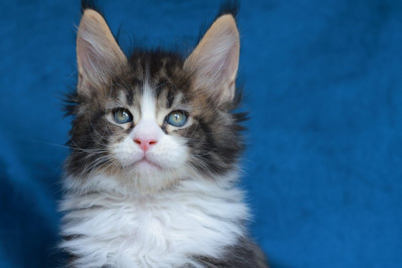 Astar DE L'OR SAUVAGE Mâle Maine coon