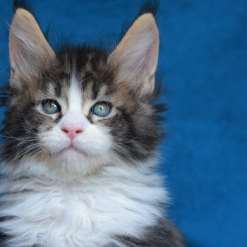 chaton Maine coon black silver blotched tabby & blanc Astar Elevage de maine coon L'Or sauvage chaton Maine coon black silver blotched tabby & blanc Astar Elevage de maine coon L'Or sauvage