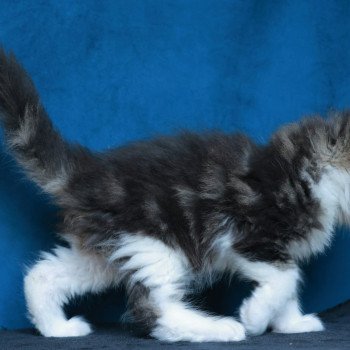 chaton Maine coon black silver blotched tabby & blanc Astar Elevage de maine coon L'Or sauvage chaton Maine coon black silver blotched tabby & blanc Astar Elevage de maine coon L'Or sauvage