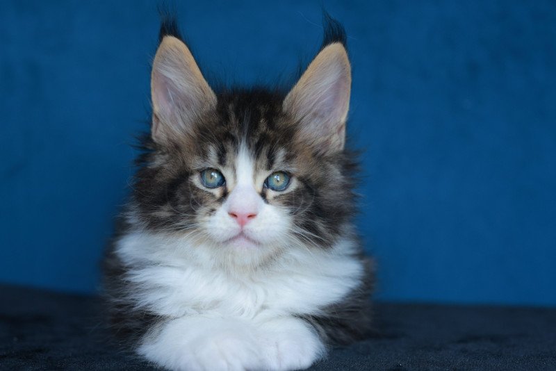 Astar DE L'OR SAUVAGE Mâle Maine coon