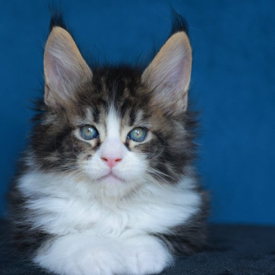 chaton Maine coon black silver blotched tabby & blanc Astar Elevage de maine coon L'Or sauvage