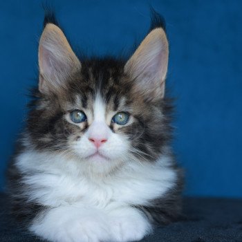chaton Maine coon black silver blotched tabby & blanc Astar Elevage de maine coon L'Or sauvage chaton Maine coon black silver blotched tabby & blanc Astar Elevage de maine coon L'Or sauvage