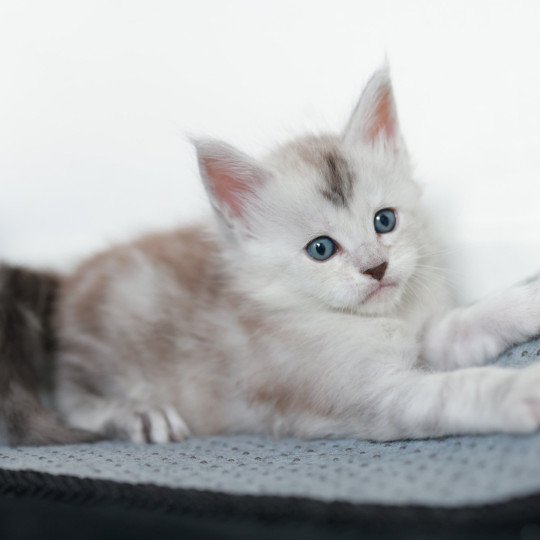 Astral DE L'OR SAUVAGE Mâle Maine coon