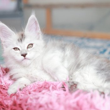 chaton Maine coon black silver blotched tabby Astral Elevage de maine coon L'Or sauvage