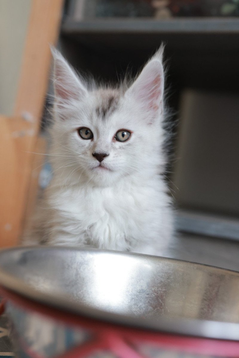Astral DE L'OR SAUVAGE Mâle Maine coon