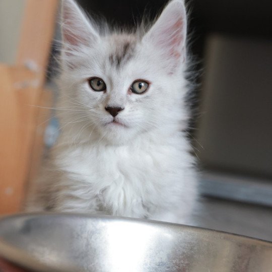 Astral DE L'OR SAUVAGE Mâle Maine coon