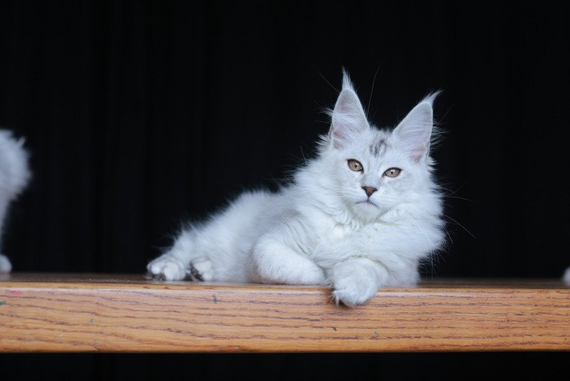 Astral DE L'OR SAUVAGE Mâle Maine coon
