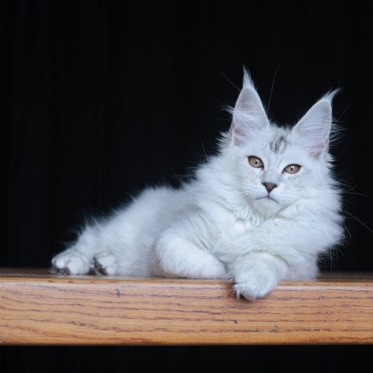 Astral DE L'OR SAUVAGE Mâle Maine coon