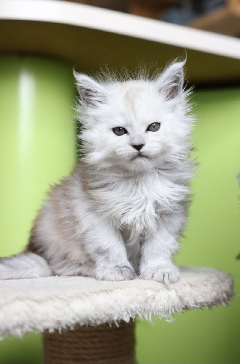 Athena DE L'OR SAUVAGE Femelle Maine coon