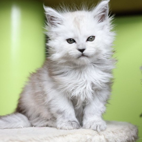 Athena DE L'OR SAUVAGE Femelle Maine coon