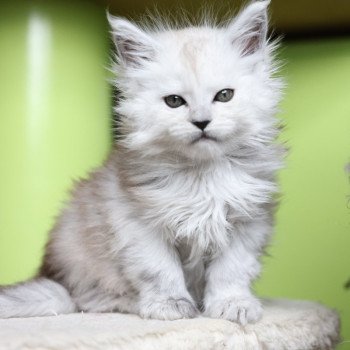 chaton Maine coon black silver shaded Athena Elevage de maine coon L'Or sauvage chaton Maine coon black silver shaded Athena Elevage de maine coon L'Or sauvage