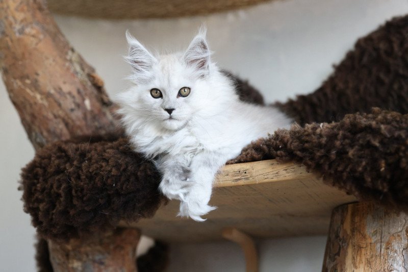 Athena DE L'OR SAUVAGE Femelle Maine coon