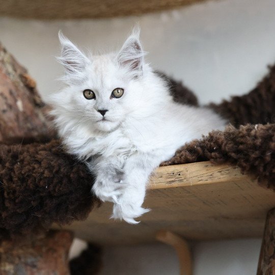 Athena DE L'OR SAUVAGE Femelle Maine coon
