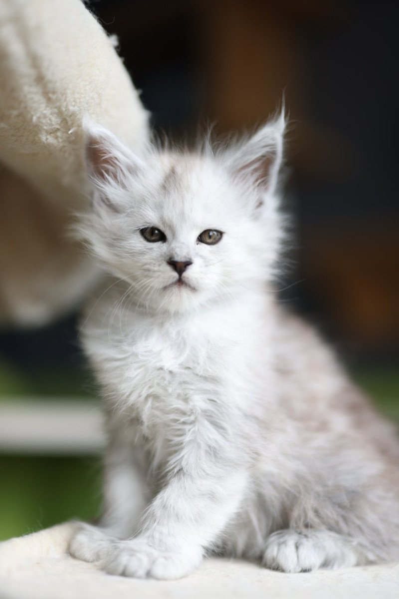 Awaï DE L'OR SAUVAGE Mâle Maine coon