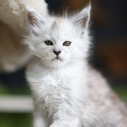 Awaï DE L'OR SAUVAGE Mâle Maine coon