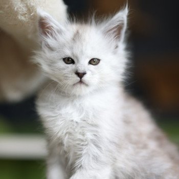chaton Maine coon black silver shaded Awaï Elevage de maine coon L'Or sauvage chaton Maine coon black silver shaded Awaï Elevage de maine coon L'Or sauvage