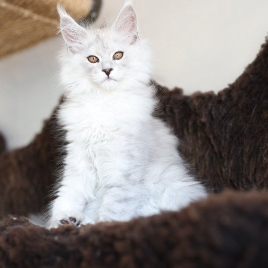 Awaï DE L'OR SAUVAGE Mâle Maine coon