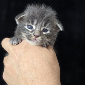 chaton Maine coon blue silver blotched tabby Azarélio Elevage de maine coon L'Or sauvage chaton Maine coon blue silver blotched tabby Azarélio Elevage de maine coon L'Or sauvage