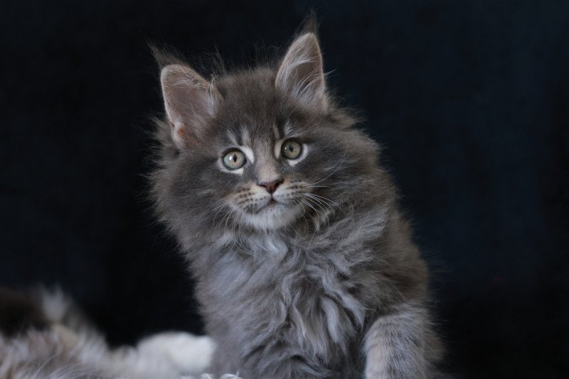 Aslan DE L'OR SAUVAGE Mâle Maine coon