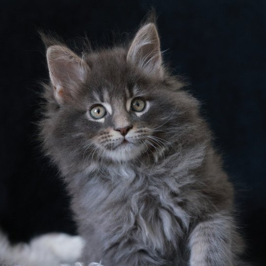 Aslan DE L'OR SAUVAGE Mâle Maine coon