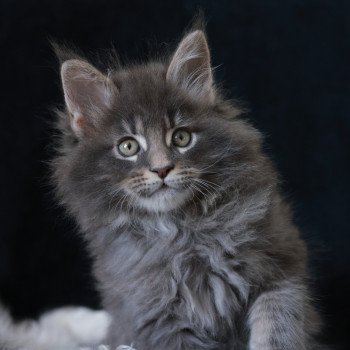 chaton Maine coon blue silver blotched tabby Aslan Elevage de maine coon L'Or sauvage chaton Maine coon blue silver blotched tabby Aslan Elevage de maine coon L'Or sauvage