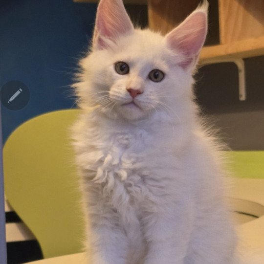 chaton Maine coon red shell Azhir Elevage de maine coon L'Or sauvage