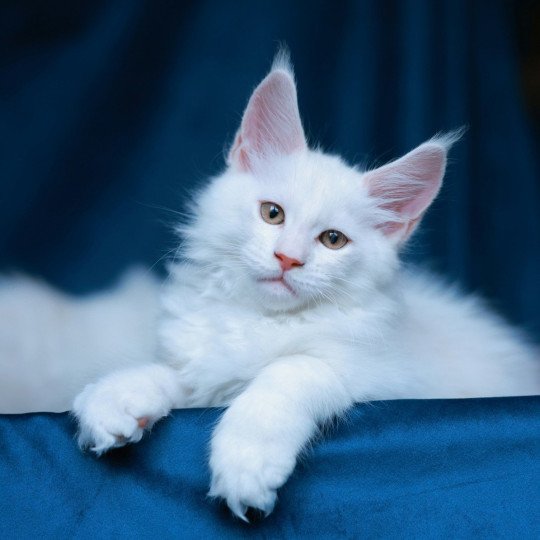 Azhir DE L'OR SAUVAGE Mâle Maine coon