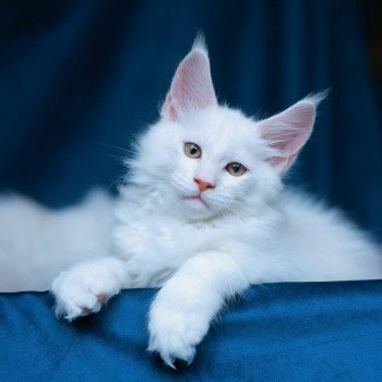 chaton Maine coon red shell Azhir Elevage de maine coon L'Or sauvage