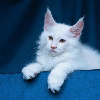 chaton Maine coon red shell Azhir Elevage de maine coon L'Or sauvage