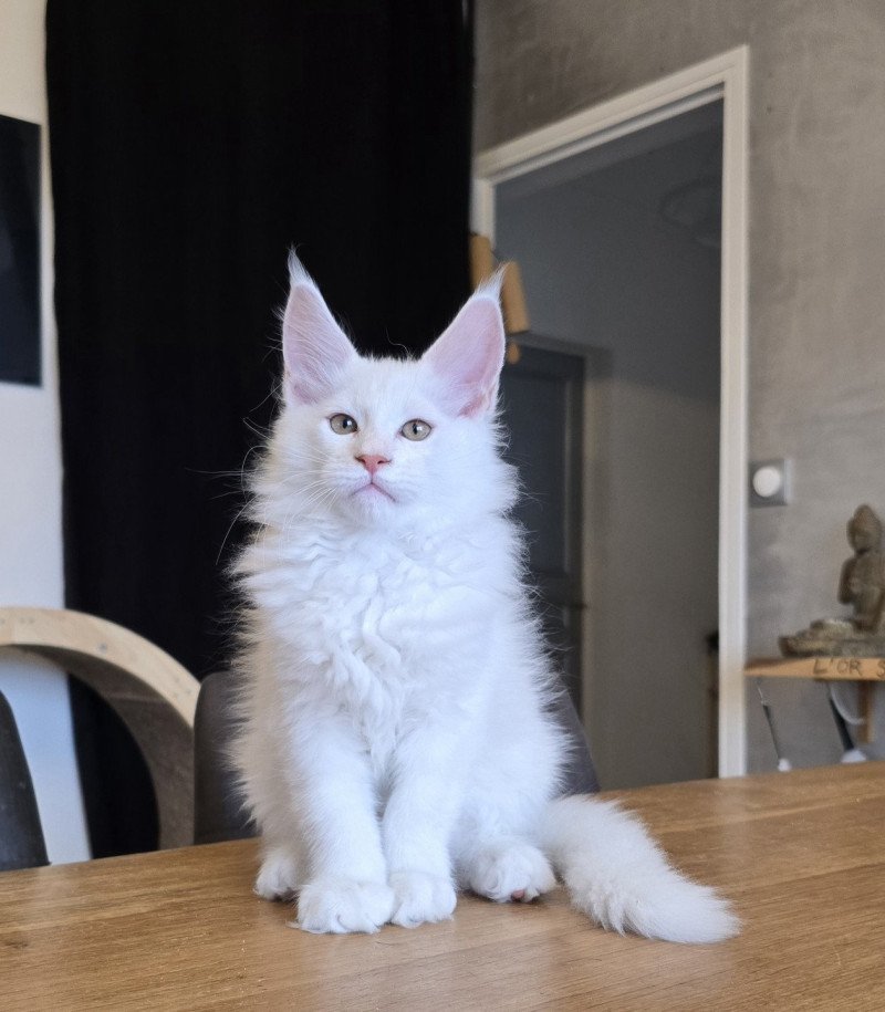 Azhir DE L'OR SAUVAGE Mâle Maine coon
