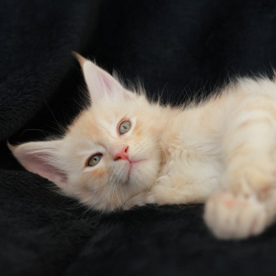 chaton Maine coon red silver blotched tabby Azor Solis Elevage de maine coon L'Or sauvage