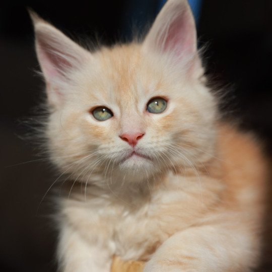 Azor Solis DE L'OR SAUVAGE Mâle Maine coon