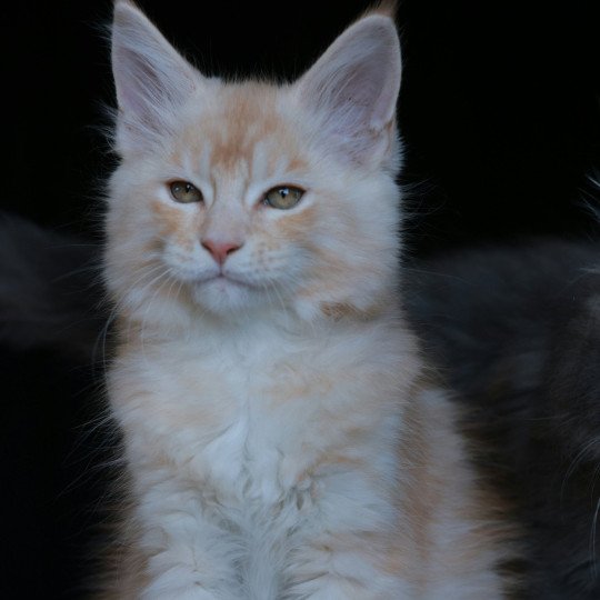 Azor Solis DE L'OR SAUVAGE Mâle Maine coon