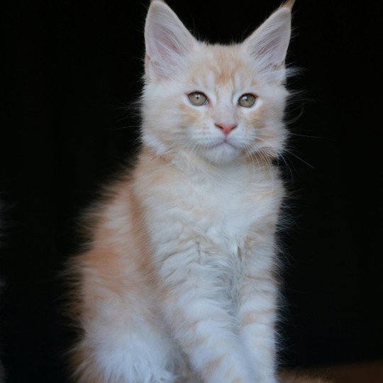 chaton Maine coon red silver blotched tabby Azor Solis Elevage de maine coon L'Or sauvage