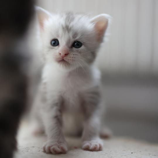 chaton Maine coon black silver blotched tabby & blanc Baghera Elevage de maine coon L'Or sauvage