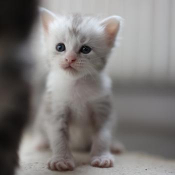 chaton Maine coon black silver blotched tabby & blanc Baghera Elevage de maine coon L'Or sauvage