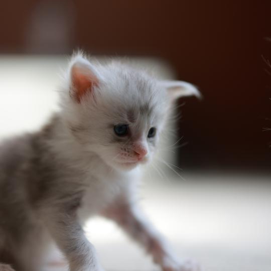 chaton Maine coon blue silver blotched tabby & blanc Bruma Elevage de maine coon L'Or sauvage