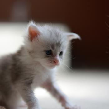 chaton Maine coon blue silver blotched tabby & blanc Bruma Elevage de maine coon L'Or sauvage