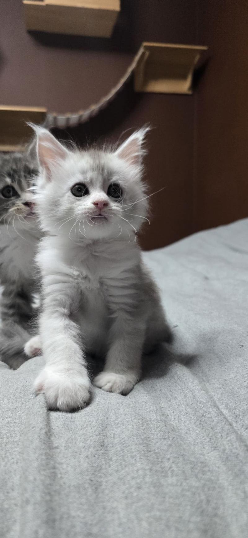 Bruma DE L'OR SAUVAGE Femelle Maine coon