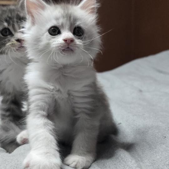 Bruma DE L'OR SAUVAGE Femelle Maine coon