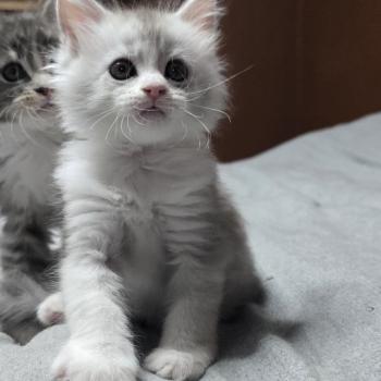 chaton Maine coon blue silver blotched tabby & blanc Bruma Elevage de maine coon L'Or sauvage