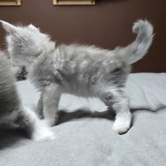 chaton Maine coon blue silver blotched tabby & blanc Bruma Elevage de maine coon L'Or sauvage