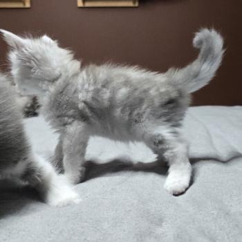 chaton Maine coon blue silver blotched tabby & blanc Bruma Elevage de maine coon L'Or sauvage