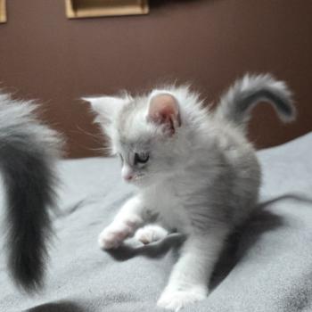 chaton Maine coon blue silver blotched tabby & blanc Bruma Elevage de maine coon L'Or sauvage