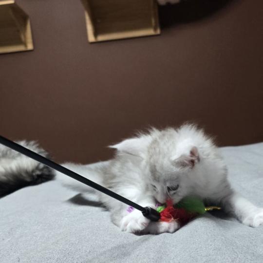 chaton Maine coon blue silver blotched tabby & blanc Bruma Elevage de maine coon L'Or sauvage