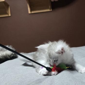 chaton Maine coon blue silver blotched tabby & blanc Bruma Elevage de maine coon L'Or sauvage