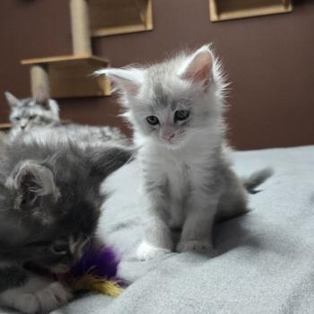 chaton Maine coon blue silver blotched tabby & blanc Bruma Elevage de maine coon L'Or sauvage